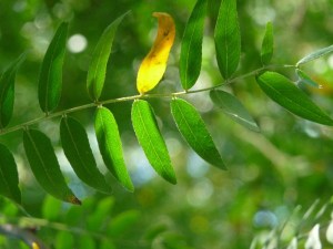 One-honey-locust-leaf