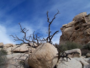 Deadwood Joshua Tree.Michelle Derusha